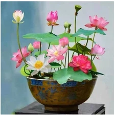 10 Pcs Mixed Color Bonsai Bowl Lotus Seeds - Exotic Water Lily Flower Plant Seed
