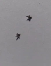 LANGENDORF 500 STAFF  100/234  3161 B19#74