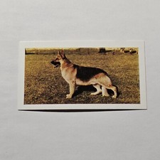 GERMAN SHEPHERD DOG CARD 1961 DOGS 9A4 HORNIMANS TEA CARD