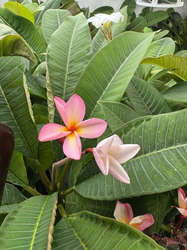 Plumeria Rubra Frangipani plants. All UK grown from seeds, not from cuttings - Picture 10 of 24