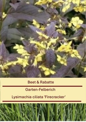 Lysimachia ciliata  ''Firecracker'', Garten-Felberich im 9x9 cm Topf