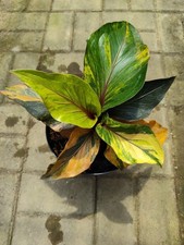 Anthurium Andreanum Obor Variegated Real Picture Price 1146