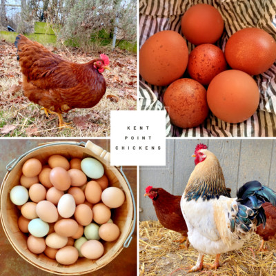 Fresh & Fertile Chicken Hatching Eggs (6 Eggs) - See Description for Breeds