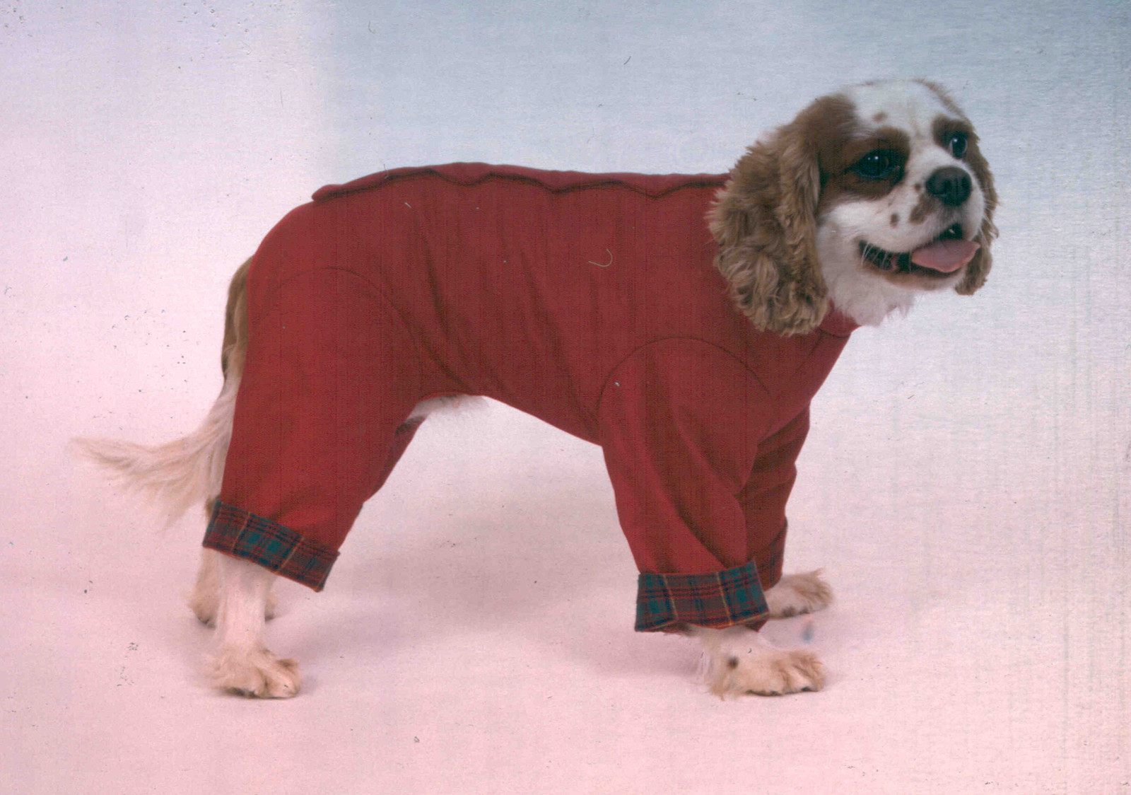 PADDED TROUSER SUIT WATERPROOF ALL IN ONE DOG COAT MADE IN THE UK eBay