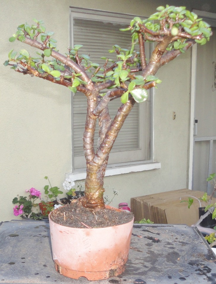Cork Bark Jade Pre Bonsai Dwarf Shohin Fat Trunk Portulacaria Afra