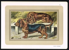 Basset Ardennais – Antique Dog Breed Print c1900 | Vintage French Hunting Hound