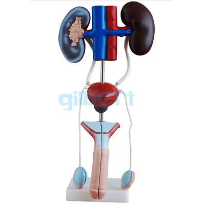 Male Three Dimensional Urinary System With Artery Vein Kidney Medical Model