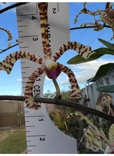 Scorpion Vanda Orchid cut 12-15 height aprox  Arachnis Rare & Exotic orquidea