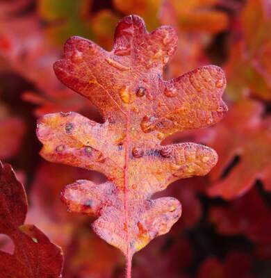 Quercus garryana (Vancouver island)