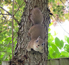 Red Squirrel Garden Ornament Wall Decoration Hanging Animal Sculpture GIFT UK