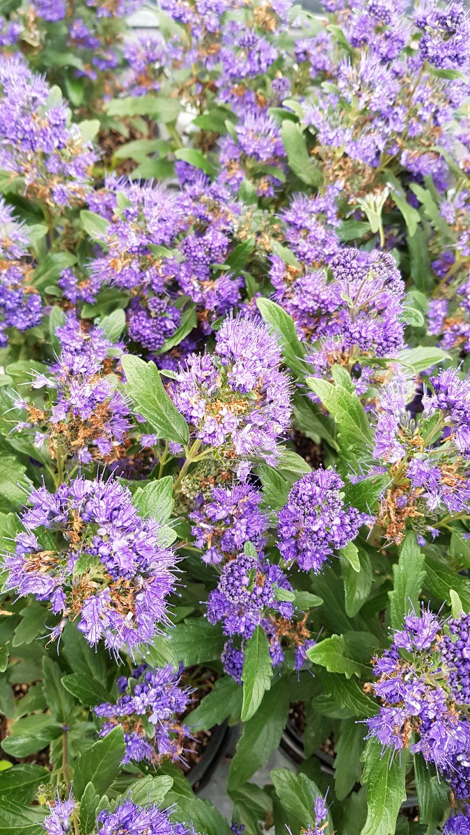 Spirée bleue Caryopteris Grand Bleu floraison estivale tardive mellifère pour papillons