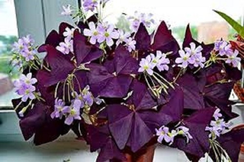 Oxalis Triangularis purpurea shamrock bulbs tubers Purple Butterfly houseplant - Picture 4 of 9