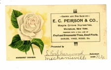 Trade Card E C Peirson Co Maple Grove Nurseries White Rose -9695