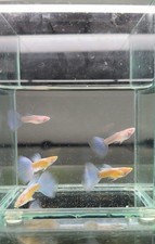 Live Albino Blue Topaz Guppy - 1 Trio 1M/2F - Fresh Water Aquarium Fish - USA