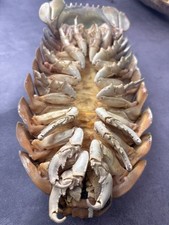Seltene Tiefsee Bathynomus Isopode Taxidermie, gereinigt & gef&uuml;llt