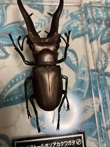 DeAgostini Realistic Insect Figure Set Six Stag Beetles Collectible Toys - Picture 3 of 8