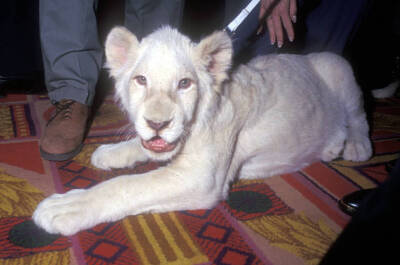 White Lion cub during Siegfried and Roy and White Lion Backstage .. Old Photo 6
