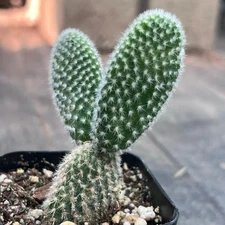 White Bunny Ear Cactus – Opuntia microdasys ‘Albata’ in 2” Pot | Cute & Hardy