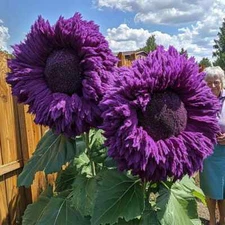 50pcs Purple Enchanting Giant Teddy Bear Sunflower Seeds –Magical Garden Borders