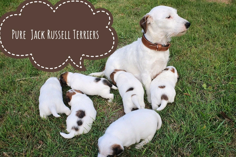 Jack Russell Terrier Puppy Rough V Broken Coat 3g 3b Dogs Puppies Gumtree Australia Brisbane South East Tingalpa 1255094055