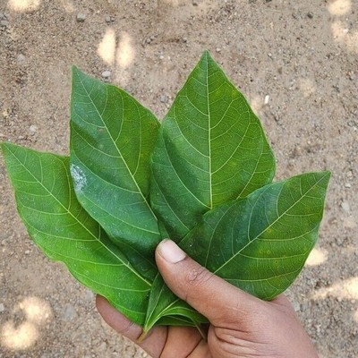 Dried Cluster Fig Leaves Ficus Racemosa Plant Organic Anti Inflammatory Leaves