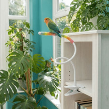 Support de perchoir à oiseaux de bureau pliable support d'alimentation pour oiseaux placement de table