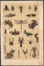 1880 Lithographie Insectes Crabes Homard Libellule Sciences de la nature