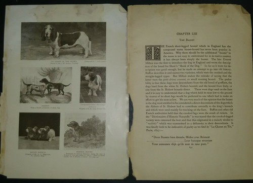 basset-hound-breed-history-photos-from-the-1906-dog-book-by-james