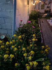 Flower garden pen orange in color