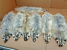 Tanned #1 Heavy Furred Badger Hide/Fur/Taxidermy/Free ship/Trapping/Pelts