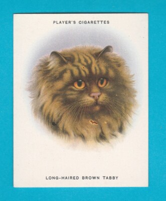 KATZEN - KARTE NR. 20 - LANGHAARIGER BRAUNER TABBY - JOHN PLAYER & SONS - 1936