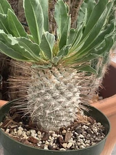 Pachypodium Namaquanum