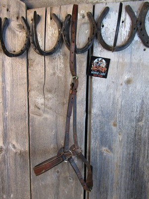 Quality Brown English Caveson- Small horse