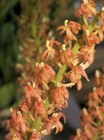 Liparis grossa Liparis Potted Flowering Orchid Orange Flowers Taiwan Origin — photo 6