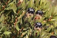 Protea lepidocarpodendron | Tree Pincushion | 10 Seeds