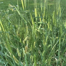  400 Seeds- Barley/cover crop/whole grain/ chicken & rabbit forage!!!/ Non GMO