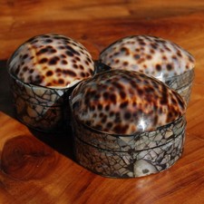 ONE Tiger Cowrie Shell Trinket Box 2.5in Mother of Pearl Box