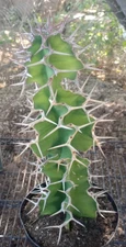 Euphorbia grandicornis Giant Green Stem Double Toothpick Spine 146