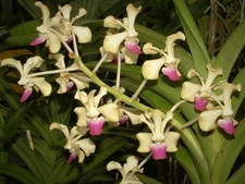 BEAUTIFUL RARE FRAGRANT VANDA USTII ORCHID SPECIES 