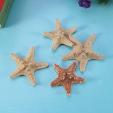 4 Pcs Tabletop Nautical Decor Craft Seashells Beach Bathroom Coastal Home