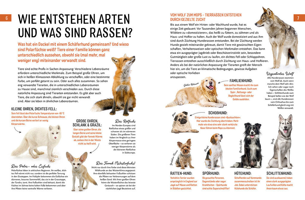 Thumbnail - Heimische Tiere Und Ihre Wilden Verwandten | Jule Ambach | 2022 |
