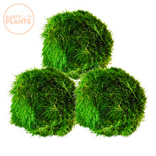 MARIMO MOSS BALLS Fish Tank Plant  (3 to 4cm) Aquarium Live Plant Safe