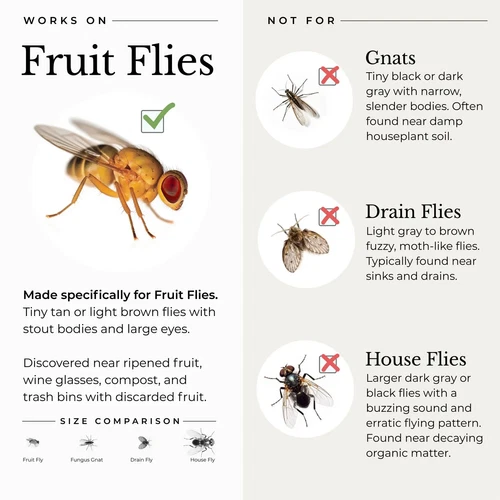 Natural Catch Fruit Fly Traps - Thumbnail 2