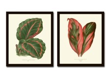 Leaf Botanical Prints Wall Art Set of 2 Beautiful Antique Vintage Unframed