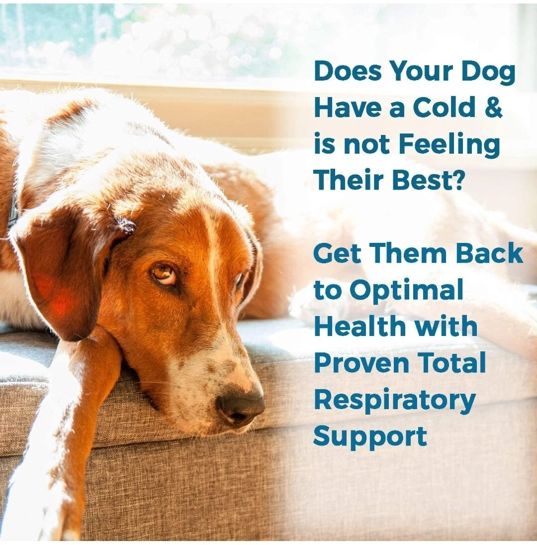How Can I Help My Dog Breathe Easier