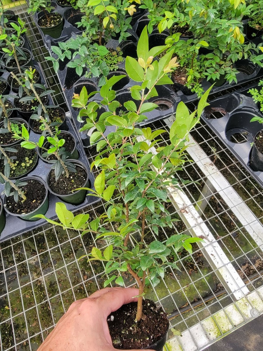 Live Brazilian Grape Tree Jaboticaba Plinia Cauliflora Sabara 10+