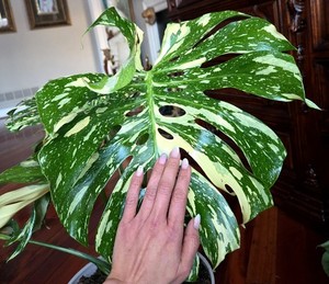 philodendron scandens micans lime Philodendron cordatum 'Aureum' 6