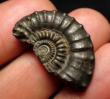 Pyrite ammonite fossil Crucilobiceras (29mm) Charmouth Jurassic Coast Fossils UK