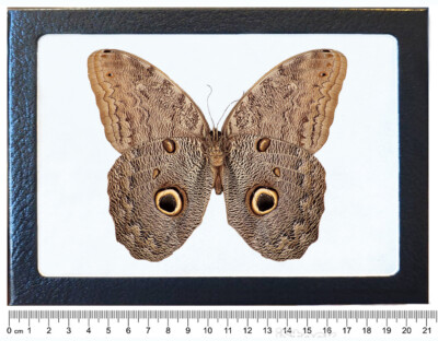 Caligo eurilochus owl butterfly verso Peru framed