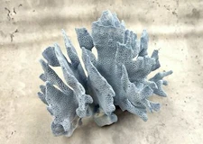 Blue Ridge Coral Cluster Heliopora Coerulea (1 coral 5-6+ inches) Blue coral